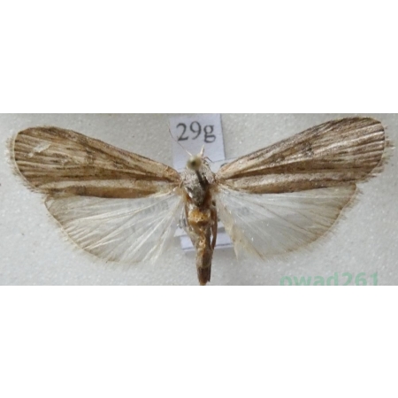 Lamoria anella (Denis & Schiffermüller, 1775) Greece29g